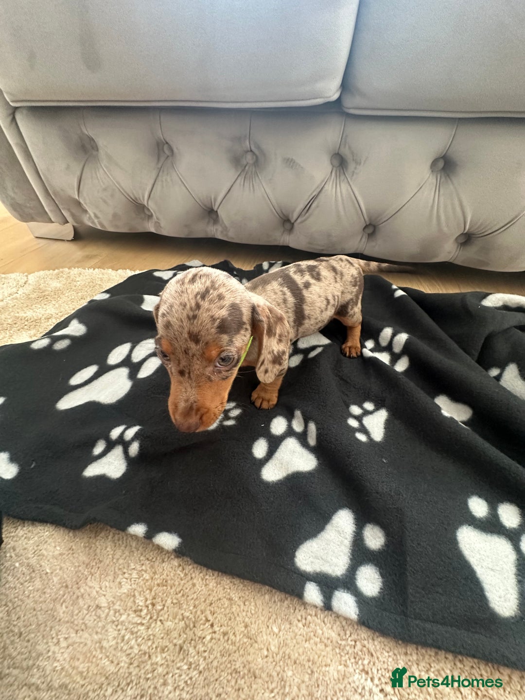 Miniature Dachshund dogs for sale: Miniature dapple dachshund  - Image 8