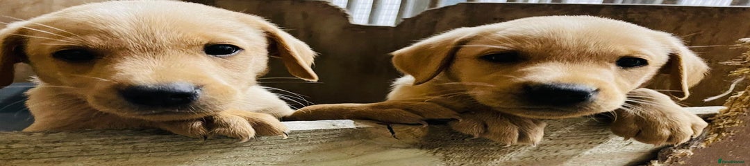 Labrador Retriever Puppy 2