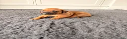 Rhodesian Ridgeback dogs for sale: Premium KC Registered Rhodesian Ridgeback Puppies  - Advert 8