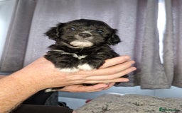 Pomchi dogs for sale: Last male pomchi left - Image 9