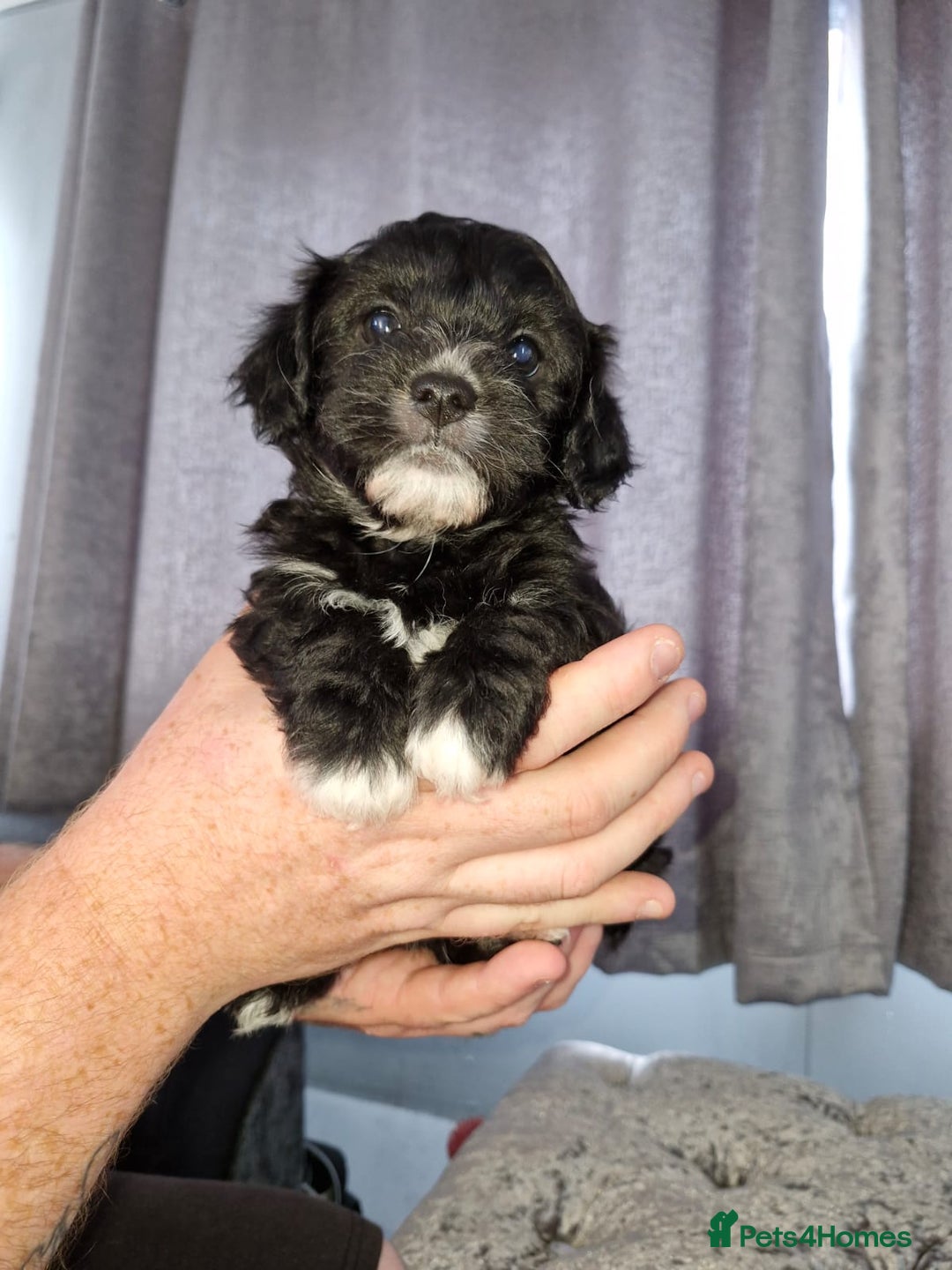 Pomchi dogs for sale: Last male pomchi left - Image 9