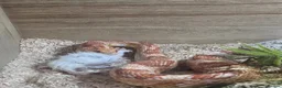 Corn Snake reptiles for sale: 6 year old corn snake with complete setup  - Advert 3
