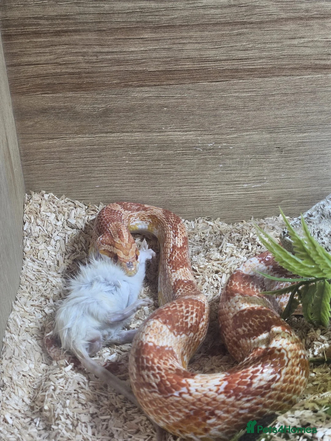 Corn Snake reptiles for sale: 6 year old corn snake with complete setup  - Advert 3