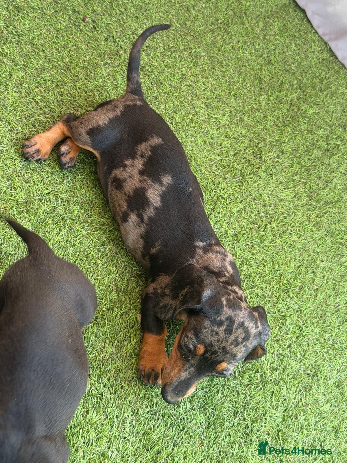 Miniature Dachshund dogs 6 beautiful miniature dachshund  - Advert 8