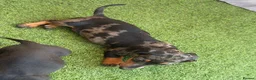 Miniature Dachshund dogs for sale: ⭐️Reduced⭐️6 beautiful miniature dachshund  - Advert 8