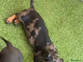 Miniature Dachshund dogs 6 beautiful miniature dachshund - Advert 8