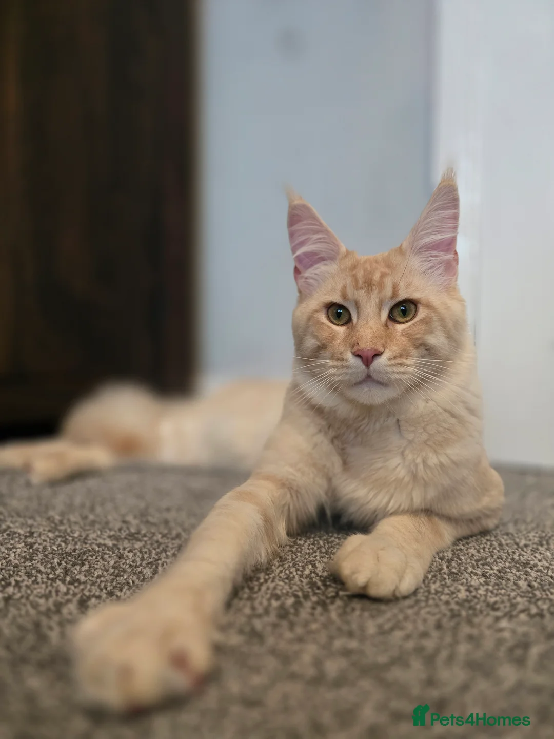 Maine Coon cats for stud: Mainecoon stud  - Advert 6