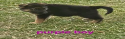 German Shepherd dogs for sale: 8 BIG German Shepherd Puppies  - Advert 10
