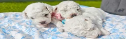 Bichon Frise dogs for sale: Sweet Bichon Frise puppies- Champion Bloodline - Advert 25