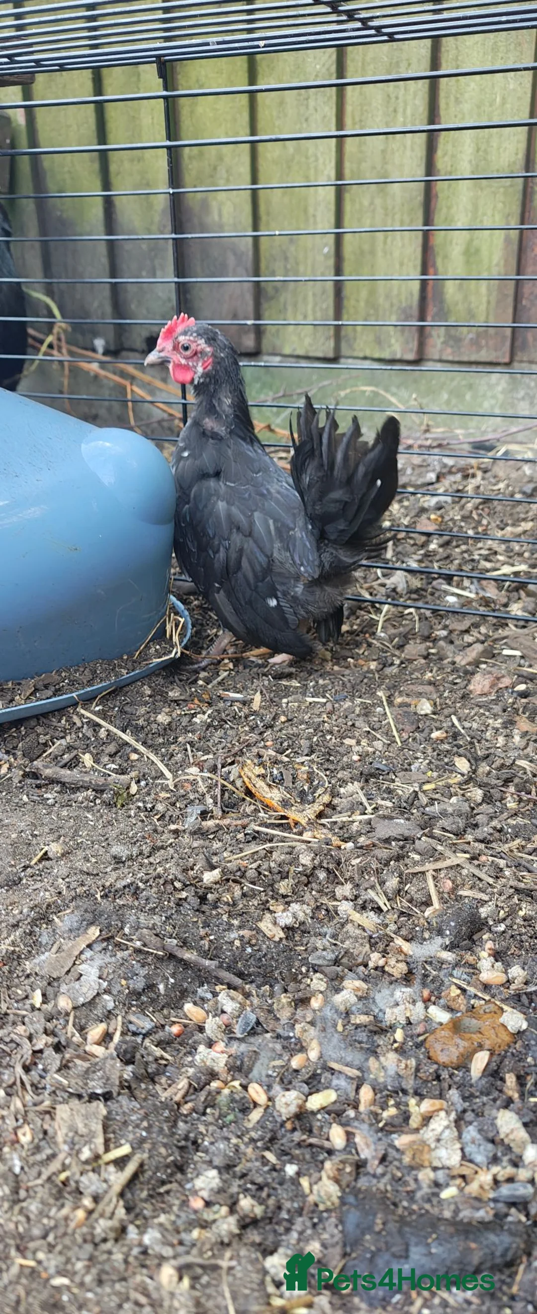 Chickens poultry for sale: Bantam Cockerel for new home - Advert 1