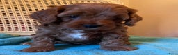 Cavapoo dogs for sale: F1b Cavapoooo  - Advert 17