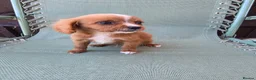 Cavapoo dogs for sale: Beautiful f1b cavapoo puppies  - Advert 6