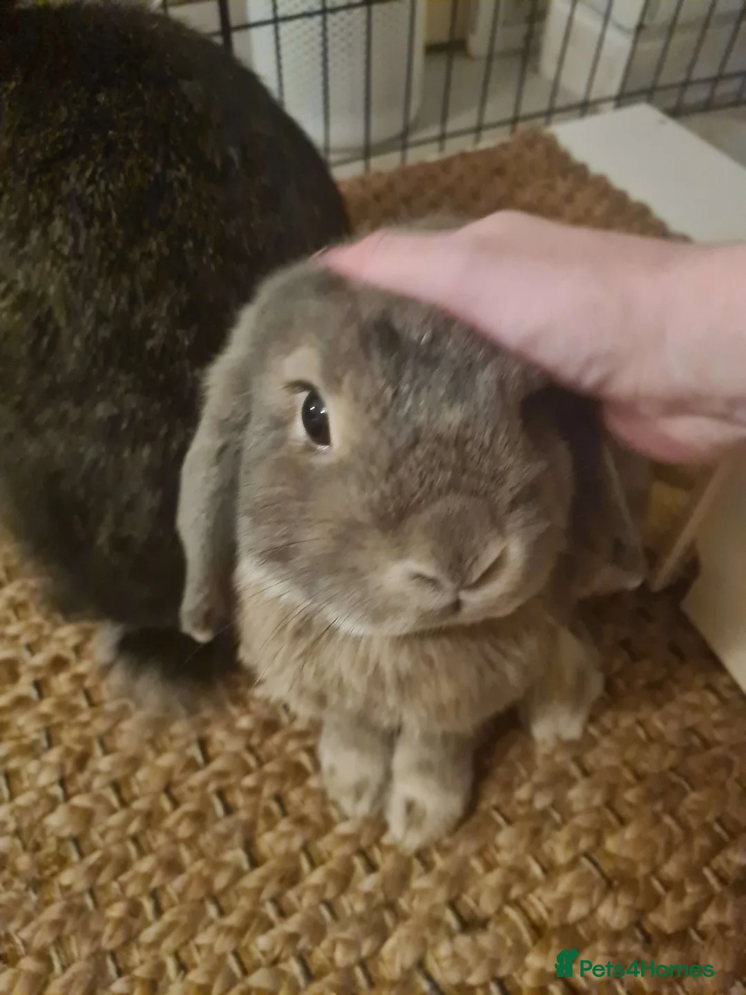 Mixed Breed rabbits for sale: BONDED PAIR- mini lop and lionhead - Advert 7