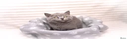 British Shorthair cats for sale: Blue British Shorthair Girl 💙 - Advert 6
