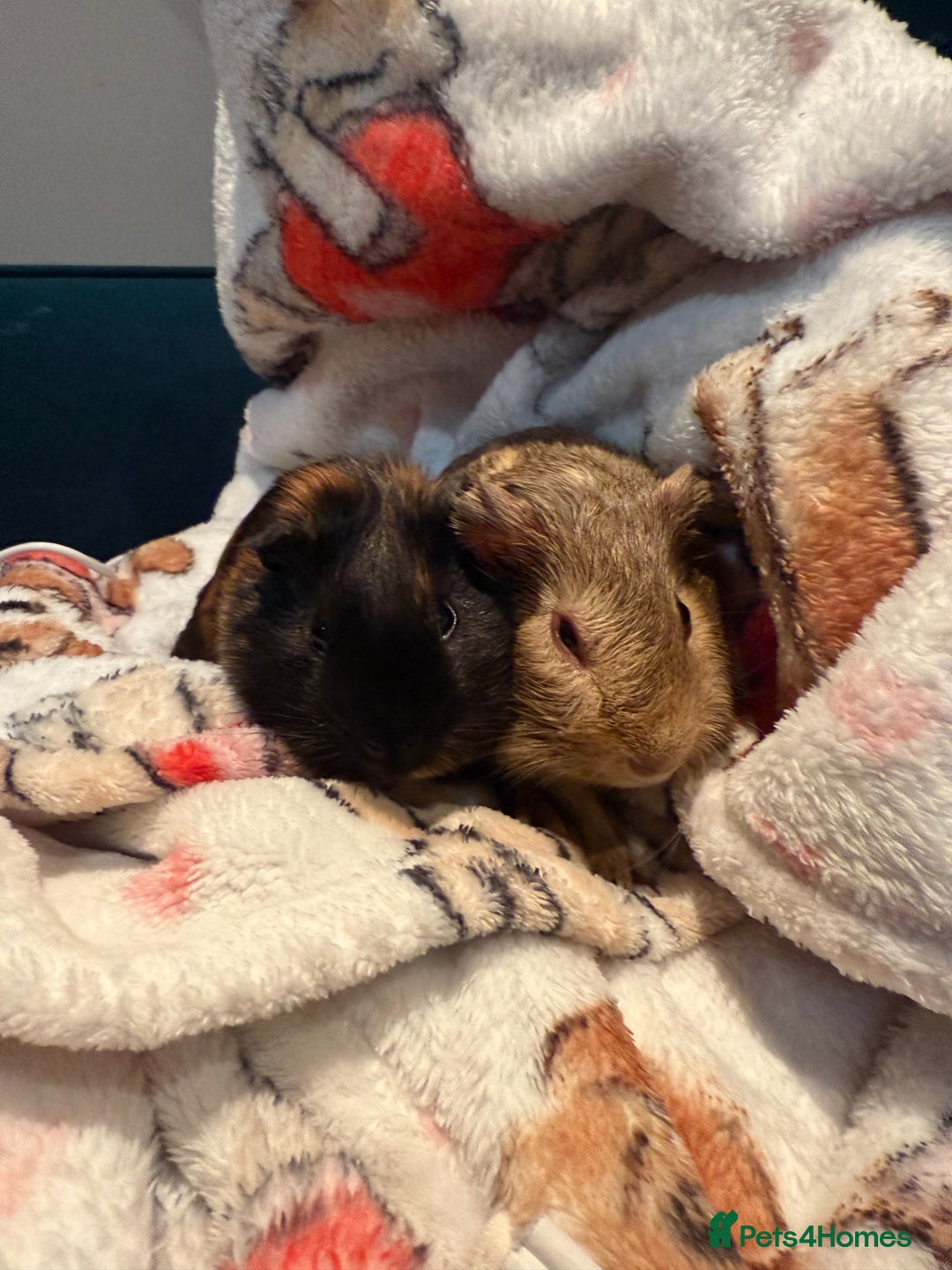 Guinea Pig rodents for sale: 2 baby 12 week male Guinea Pigs + Cage - Image 4