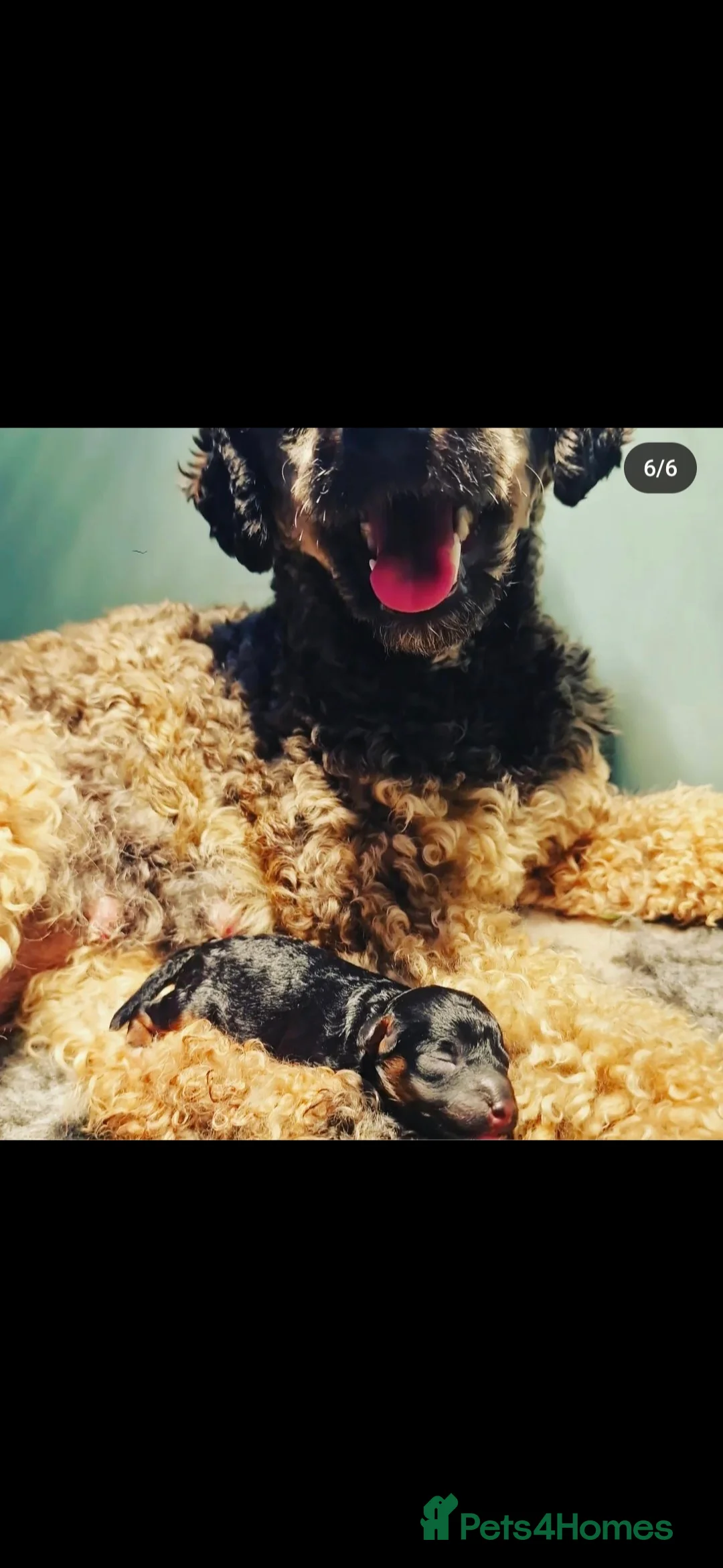Toy Poodle dogs for sale: Mini merle Poodles - Ready now - Advert 3