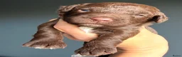 Cockapoo dogs for sale: F1b Cockapoos. Both Parents Health Tested  - Advert 29