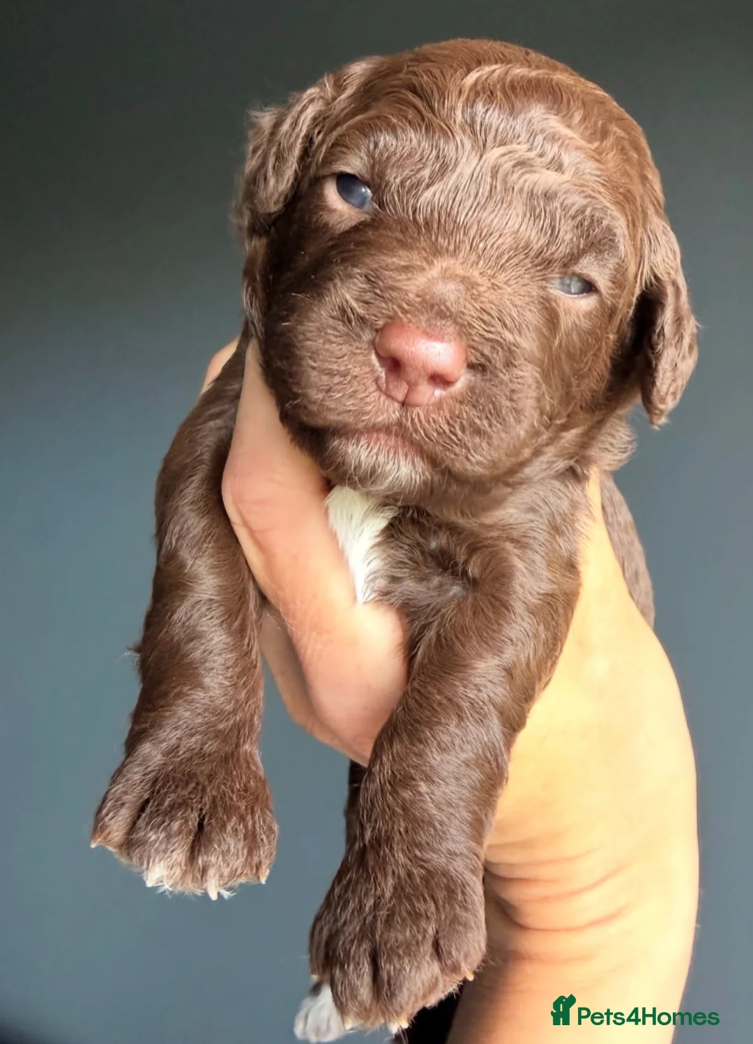 Cockapoo dogs for sale: F1b Cockapoos. Both Parents Health Tested  - Advert 29