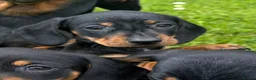 Miniature Dachshund dogs for sale: Miniature Dachshund Pups/ Dad DNA tested - Advert 7