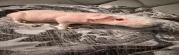 Guinea Pig rodents for sale: Female skinny pigs for sale - Advert 4
