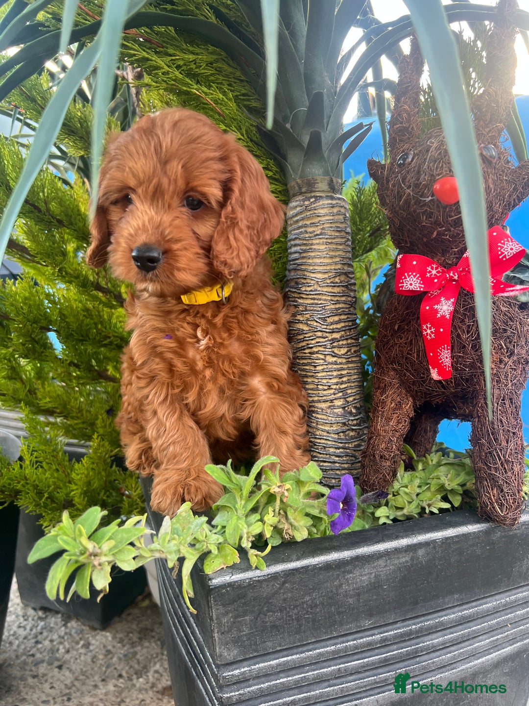 Cockapoo dogs for sale: LAST GIRL!!!!! F1 Cockapoo Puppies!!! - Advert 13