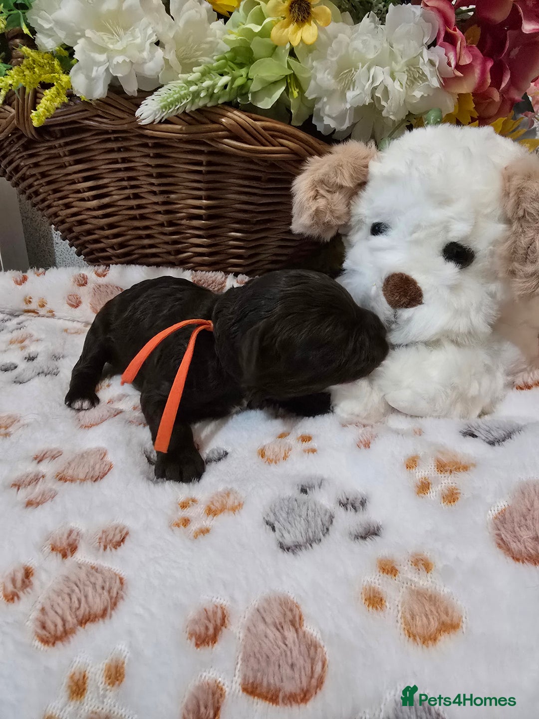 Cavapoo dogs for sale: Beautiful fully health tested cavapoo puppies  - Advert 12