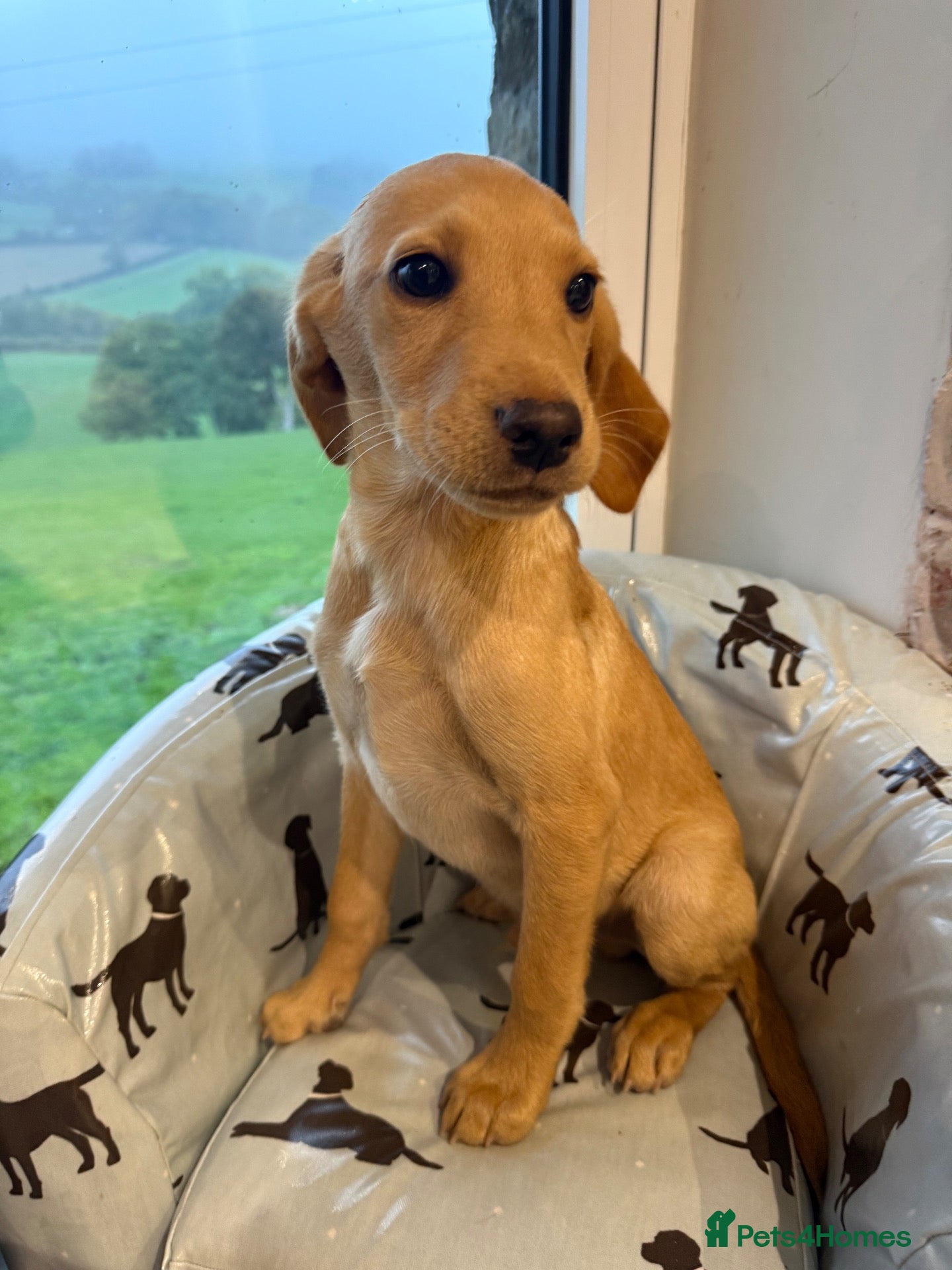 Labrador Retriever dogs MALE Yellow Labrador Puppy - Advert 2