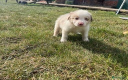 Border Collie dogs for sale: Kennel Club Border Collie Puppies For Sale - Image 20