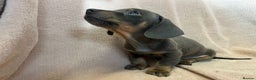 Miniature Dachshund dogs for sale: Miniature dachshunds (pink carriers)  - Advert 10