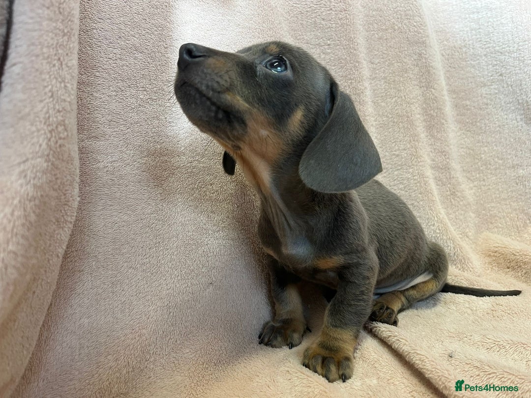 Miniature Dachshund dogs for sale: Miniature dachshunds (pink carriers)  - Advert 10