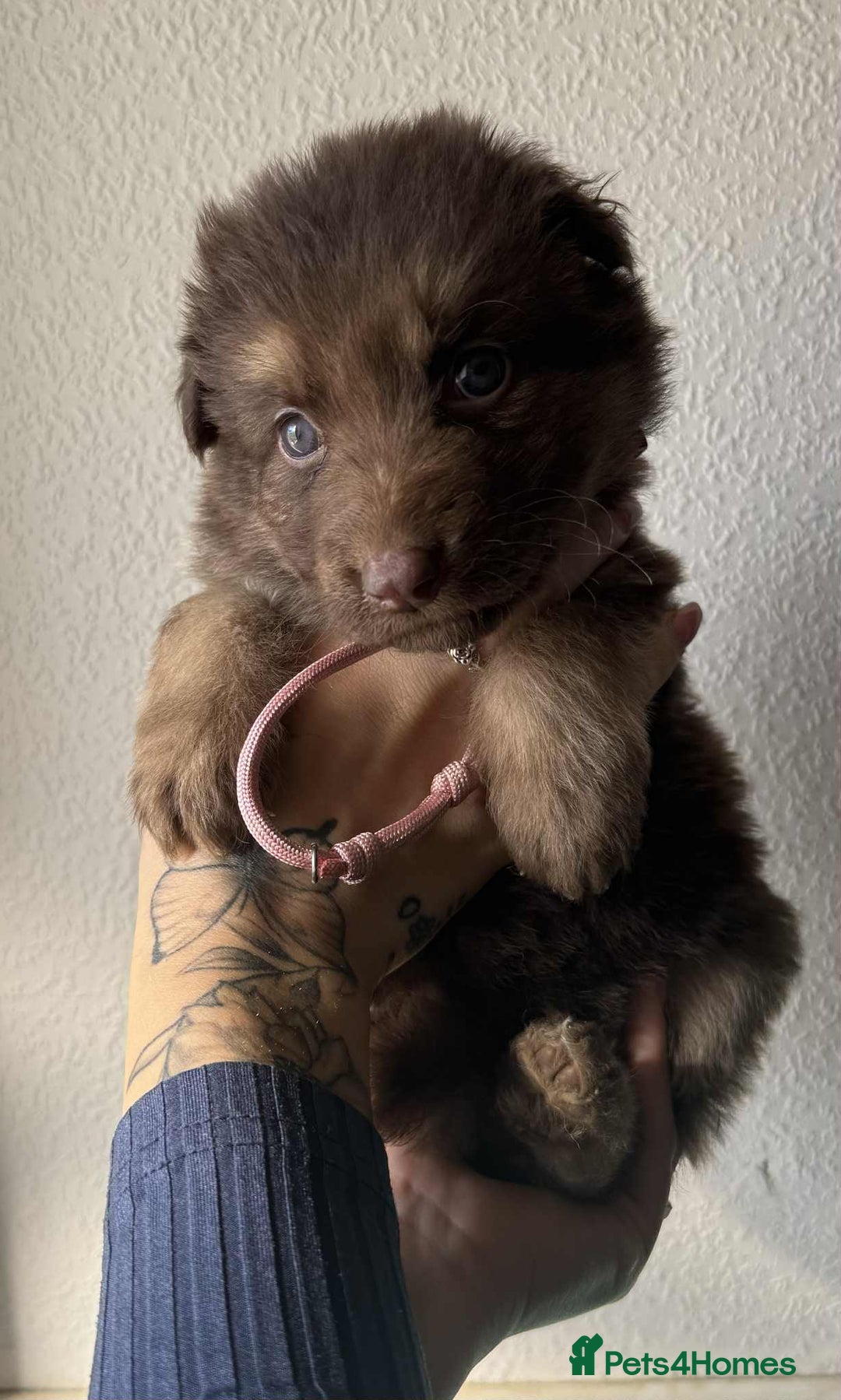 German Shepherd dogs for sale: Beautiful straight back German Shepherds  - Image 15