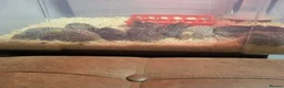 Quail poultry for sale: Button quail and coturnix quail  - Advert 3