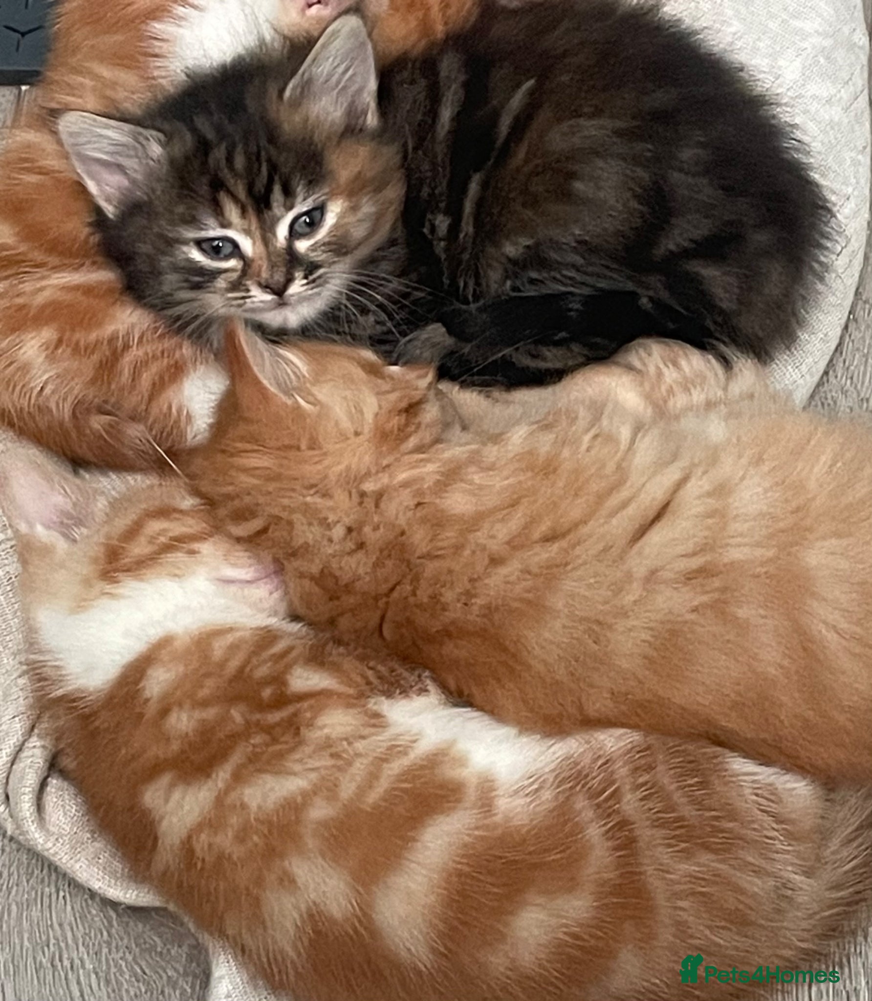 Mixed Breed cats Fluffy female kitten  - Advert 18