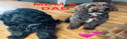 Cockapoo dogs for sale: Beautiful Cockapoo puppies  - Advert 3