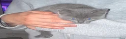 Mixed Breed cats for sale: Gorgeous female grey kitten - Advert 5