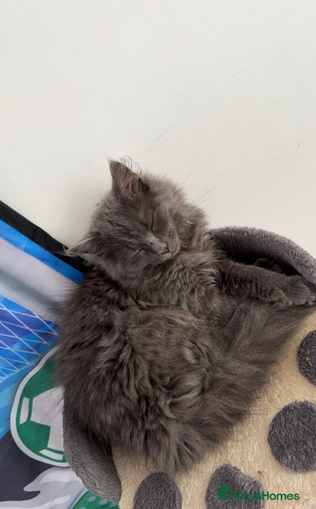 Mixed Breed cats for sale: Kitten for sale - Image 3