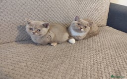 British Shorthair cats for sale: READY NOW Beautiful British Shorthair Kittens - Image 1