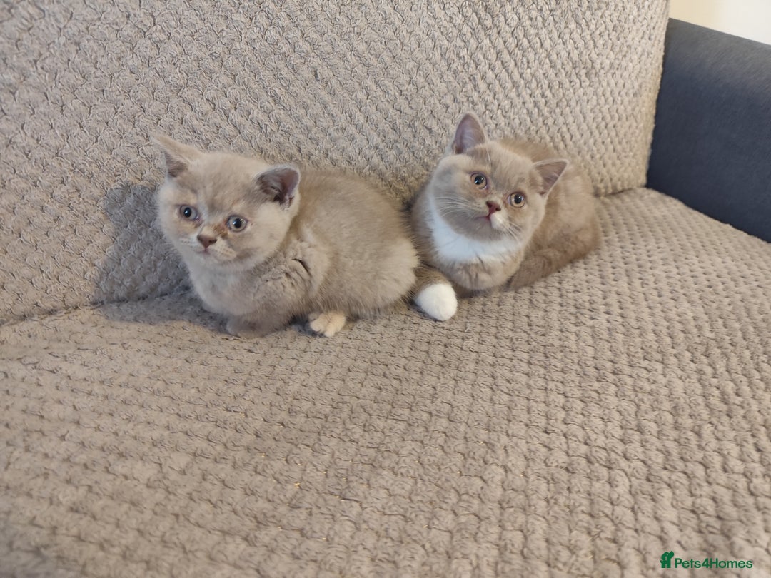 British Shorthair cats for sale: READY NOW Beautiful British Shorthair Kittens - Image 1