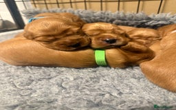 Cocker Spaniel dogs for sale: Show Type Cocker Spaniels - Image 7