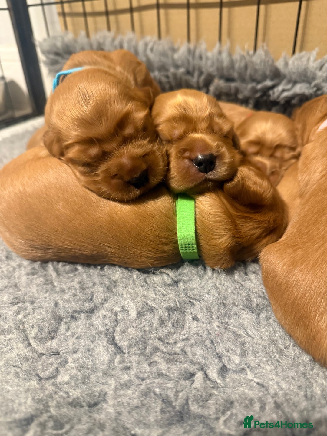 Cocker Spaniel dogs for sale: Show Type Cocker Spaniels - Image 7