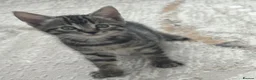 Turkish Angora cats for sale: Mixed Male Turkish Angora / Tabby Kitten  - Advert 3