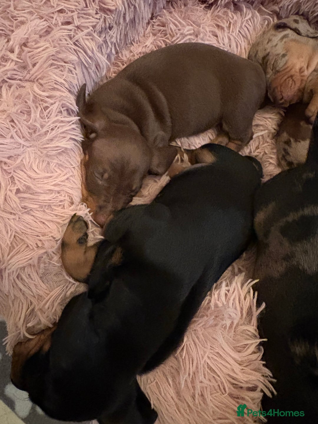 Miniature Dachshund dogs for sale: Quality Miniature Dachshund  - Image 5