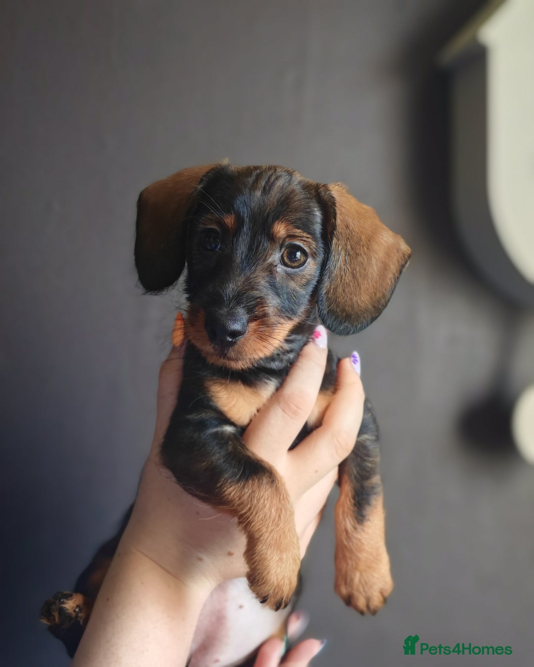 Dachshund dogs for sale: Minature dachshund puppies  - Image 6