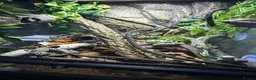 Gecko reptiles for sale: *Young Crested Gecko and Setup*  in St. Neots - Advert 4