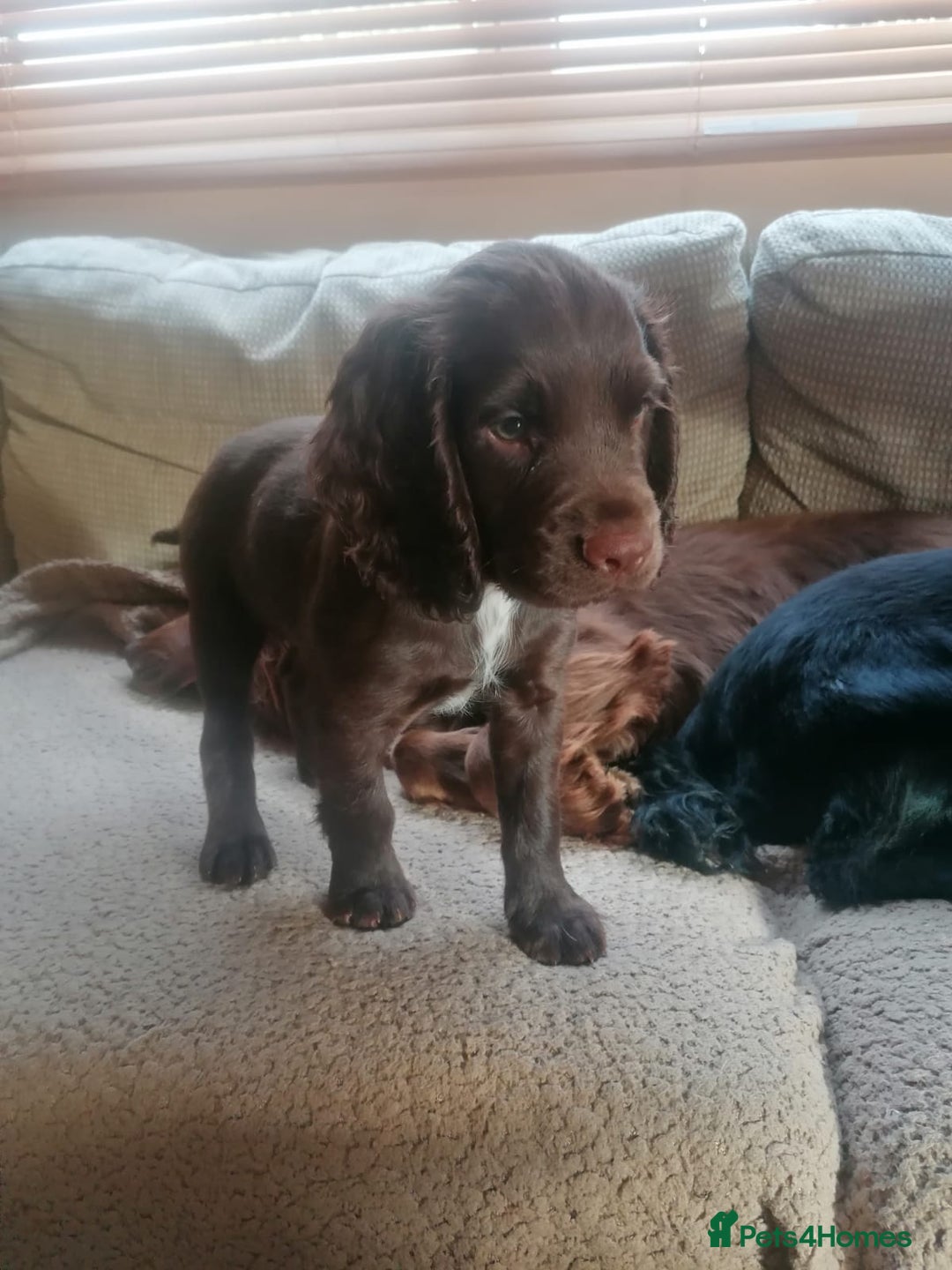 Cocker Spaniel dogs for sale: *Ready now*Stunning working cocker spaniel puppies - Image 9