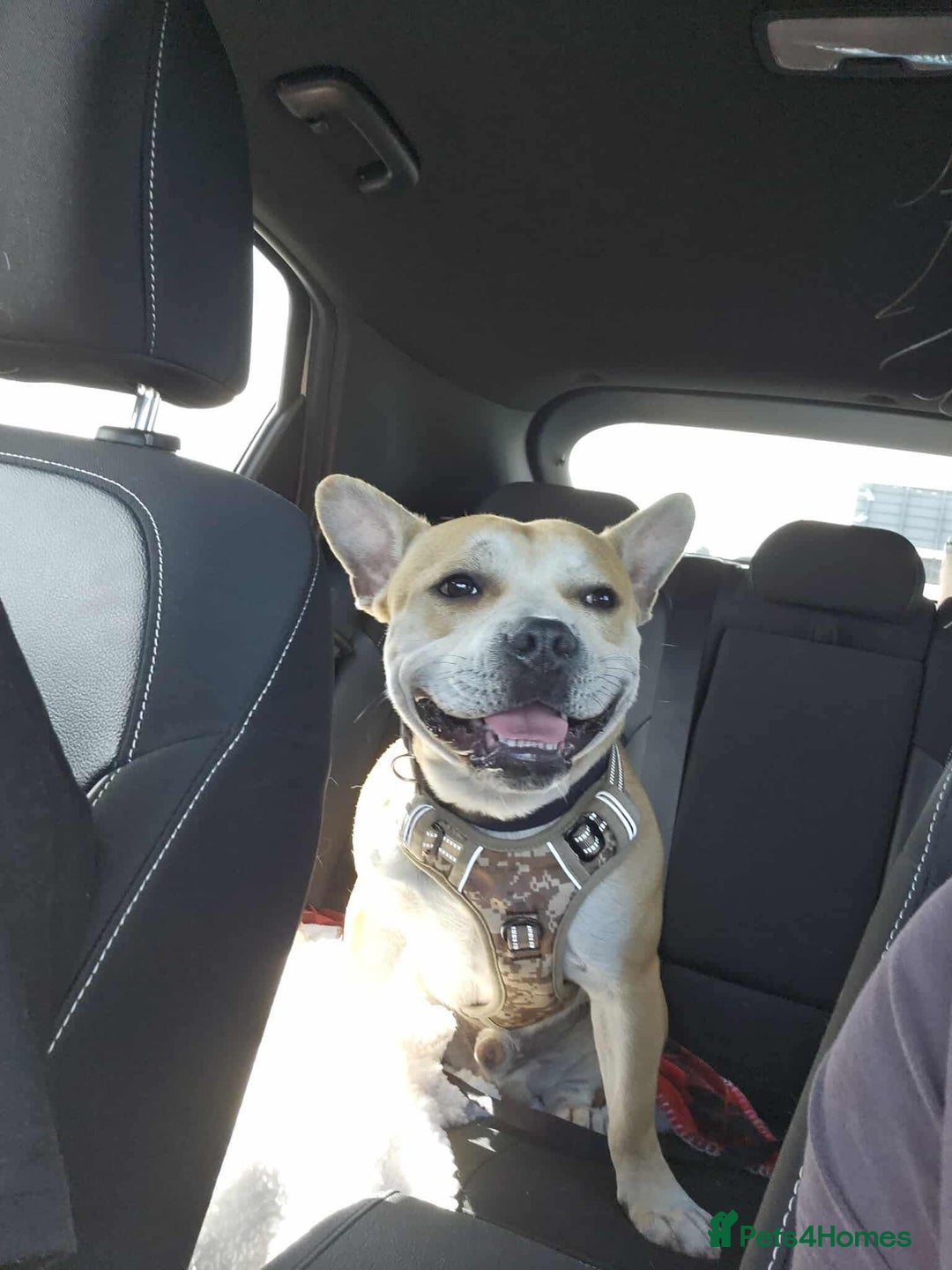 French Bulldog dogs for adoption: FOR ADOPTION - TANGO - BOGNOR REGIS  - Image 4