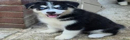 Pomsky dogs for sale: Fully Vaccinated! Ready Now - F3 Pomsky Puppies - Advert 10