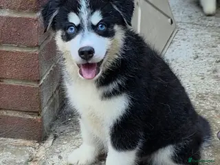 Pomsky dogs Ready Now - F3 Pomsky Puppies - Advert 2