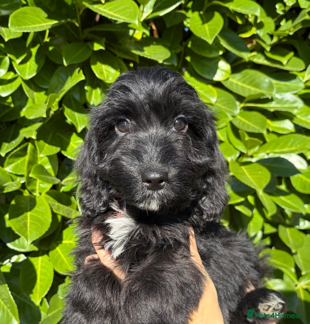 Cockapoo dogs for sale: Stunning Cockerpoo Puppies - Image 14