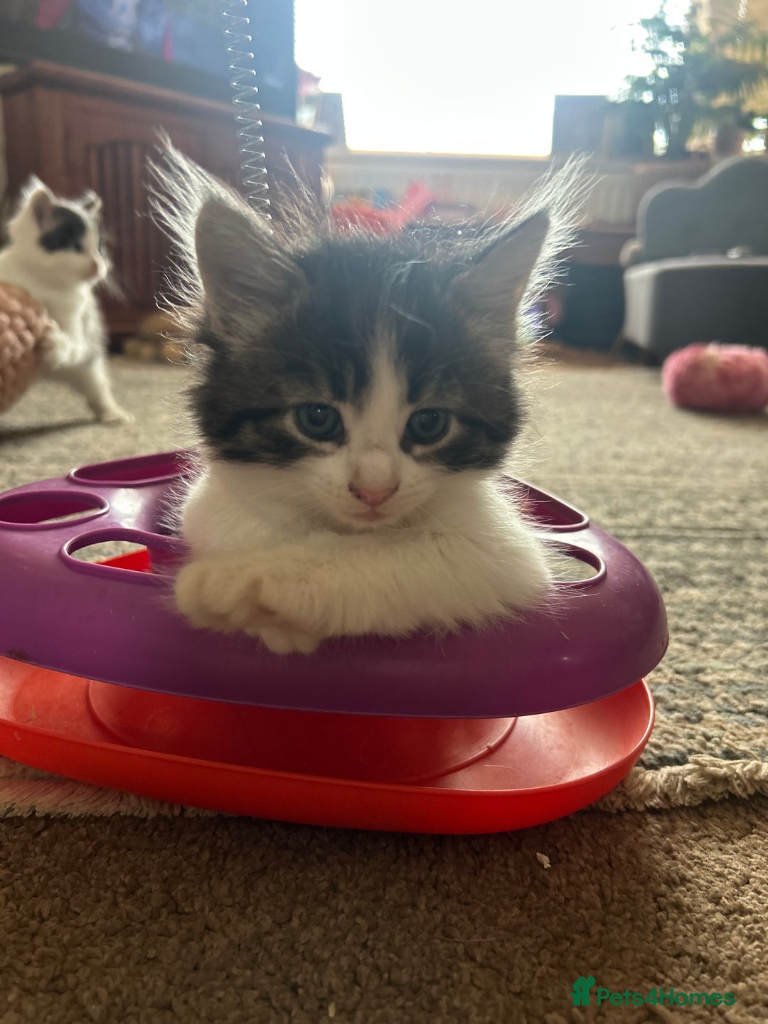 British Longhair cats for sale: Stunning friendly kittens - Image 26